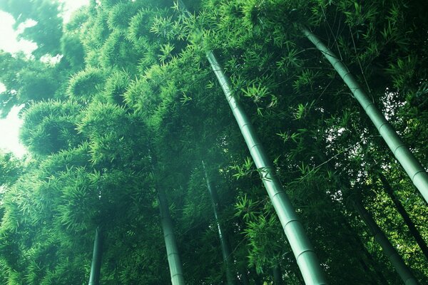 Grün und Bambuswald