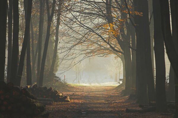 Straße im dichten Wald