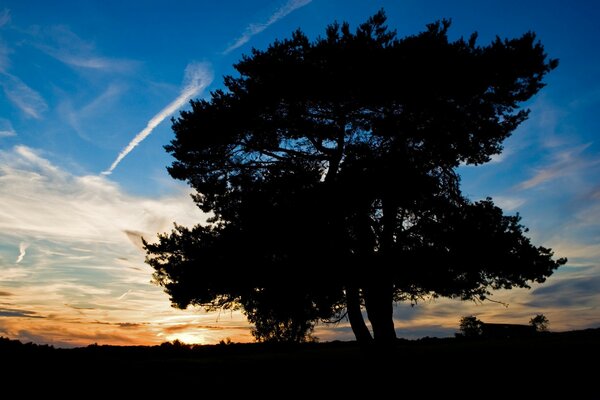 Ein einsamer Baum im Feld