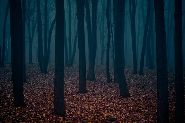 Troncs d arbres dans la forêt sombre d automne