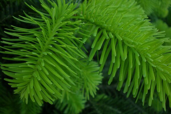 Young branch of spruce macro