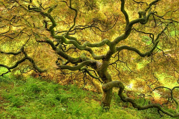 Yellow tree and grass