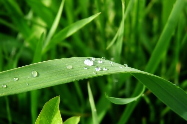 Raindrops rest on the leaves of the grass