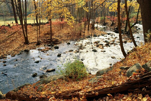 Fiume nella foresta autunnale, fogliame autunnale