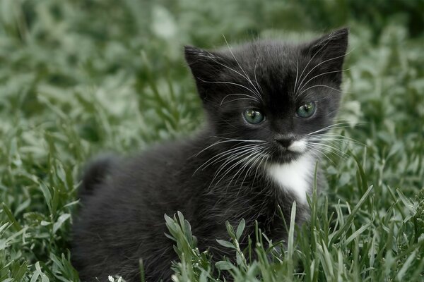 Chaton noir et blanc dans l herbe