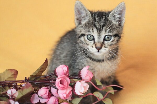 Chaton gris et fleurs roses