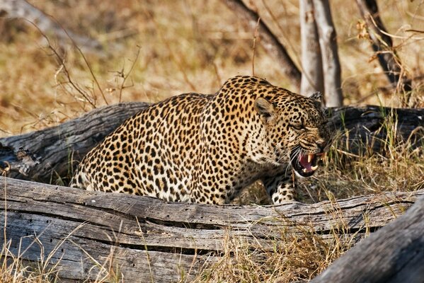 Wild leopard protects the territory