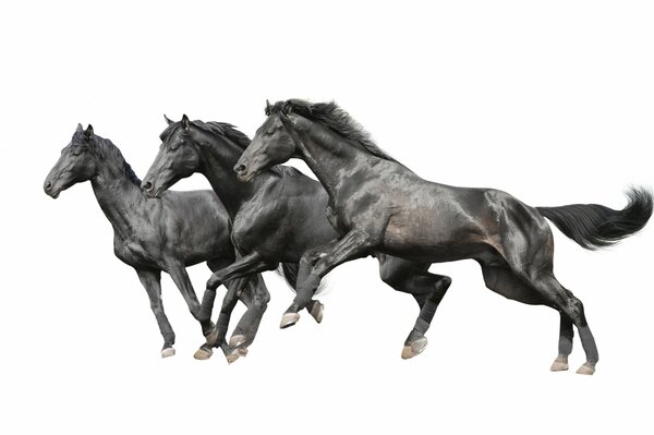 Three black horses on a white background