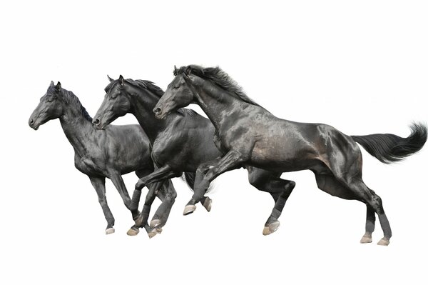Trzy czarne konie na białym tle