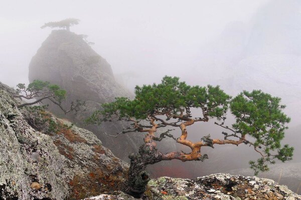 Árboles en las rocas en Crimea