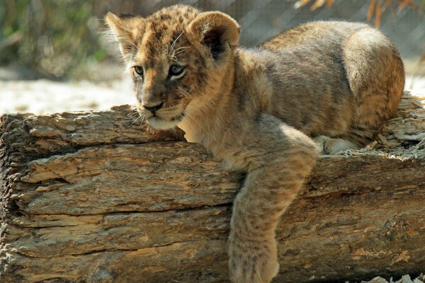 Pequeño León en un tronco