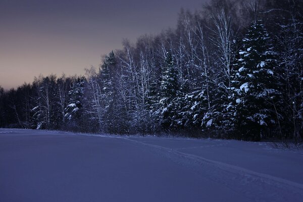 Winter forest on a dark night