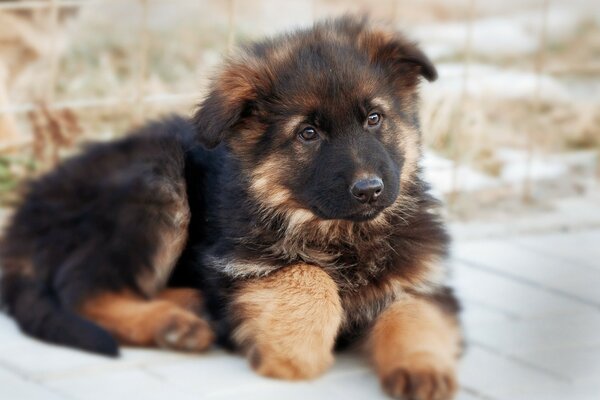 Ein deutscher Schäferhund-Welpe liegt