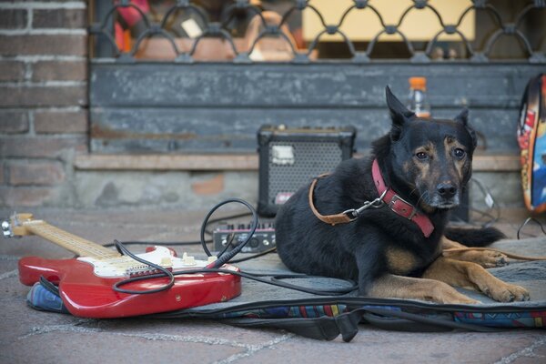 Der Hund spielt Gitarre