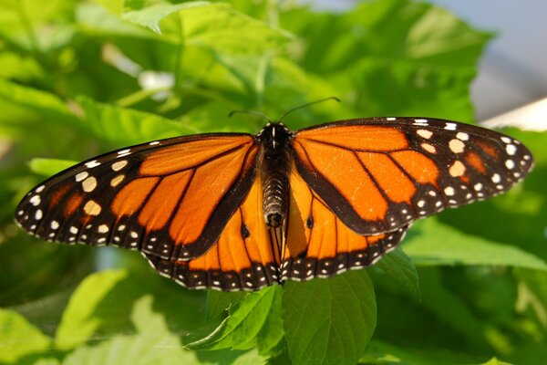 Orange moth on green grass