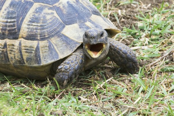 Land turtle eats grass