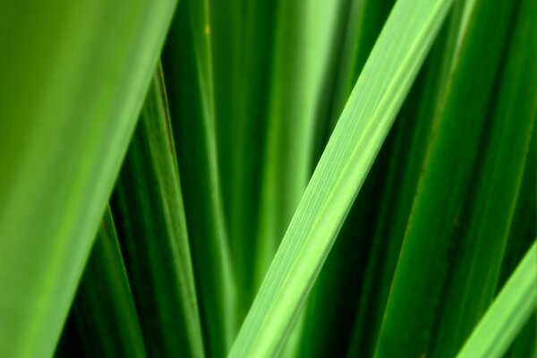 Green leaves close up