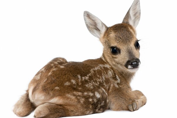 Baby deer on a white background