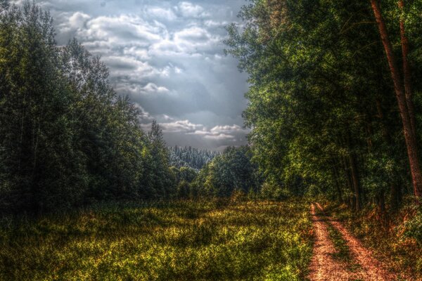 Forest road edge of green trees