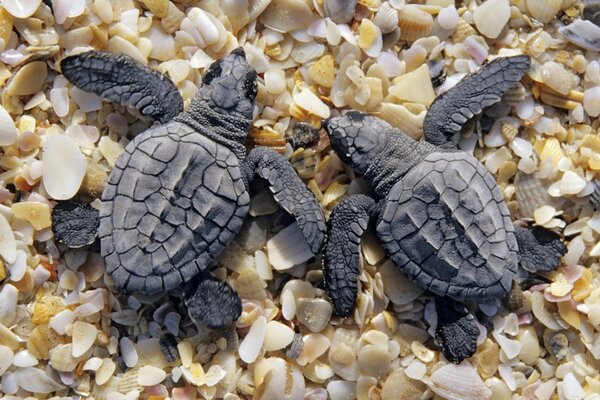 Turtles rest on small shells