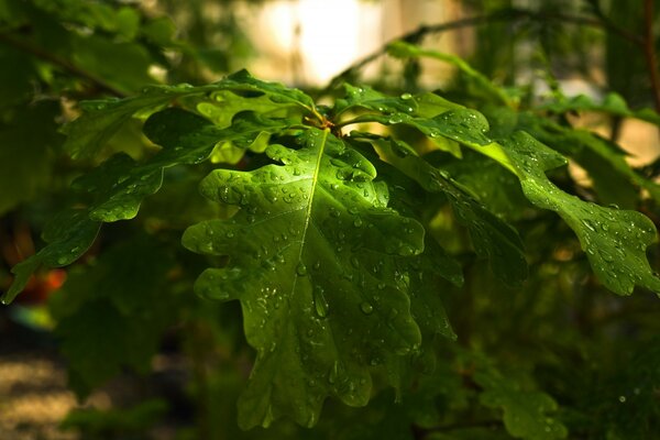 Grandes feuilles de chêne après la pluie