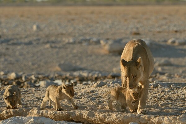 Cachorros de León con mamá en un paseo