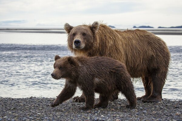 Ours bruns près d un lac en Alaska