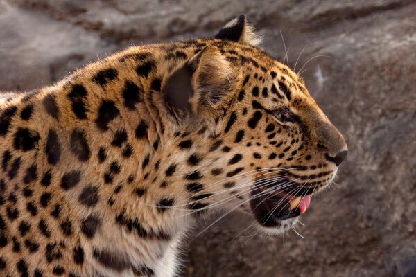 Imagen de leopardo de Amur en el Escritorio