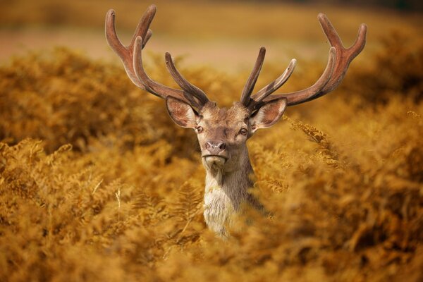 Anmutiger gehörnter Hirsch unter Gras