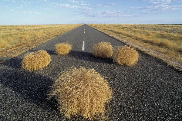 Tumbleweed appears on the road in front of amateur drivers