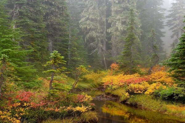 Hermosa foto del paisaje de otoño en el bosque