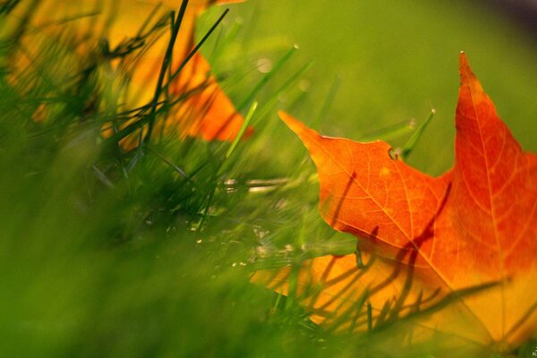 Foglie giallo-arancio in erba verde