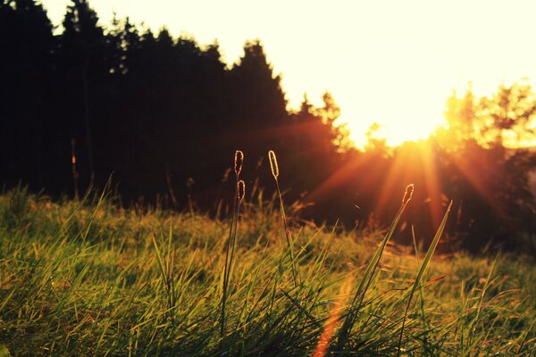 Die untergehende Sonne beleuchtet das Gras