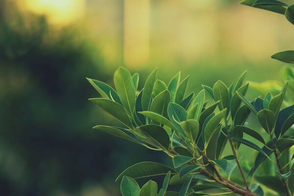 A branch of a shrub with green leaves