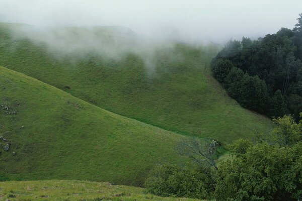 Grüne Hügel im Milchnebel