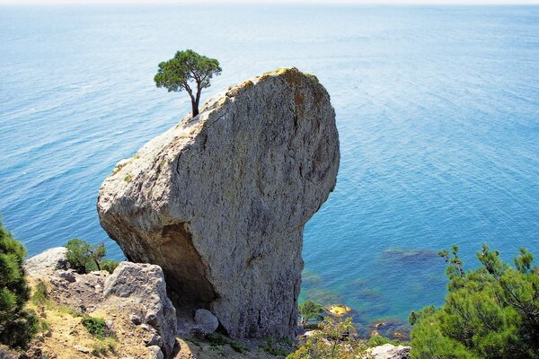 Einsame Kiefer auf einer Klippe am Meer