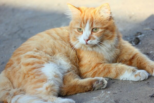 Flauschige rothaarige Katze liegt auf dem Boden