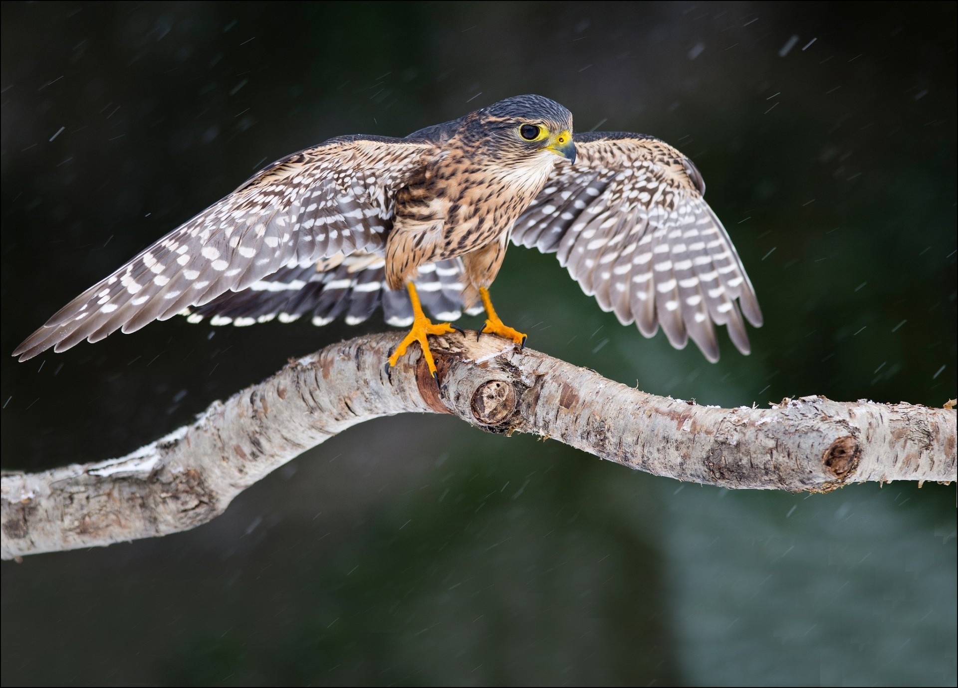 árbol aves especie halcón nieve alas