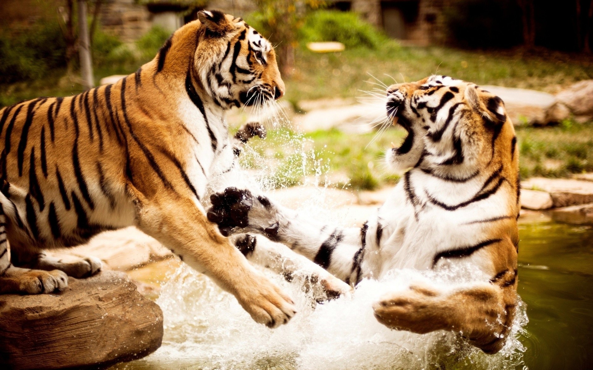 tiere wasser kampf tiger fotografie