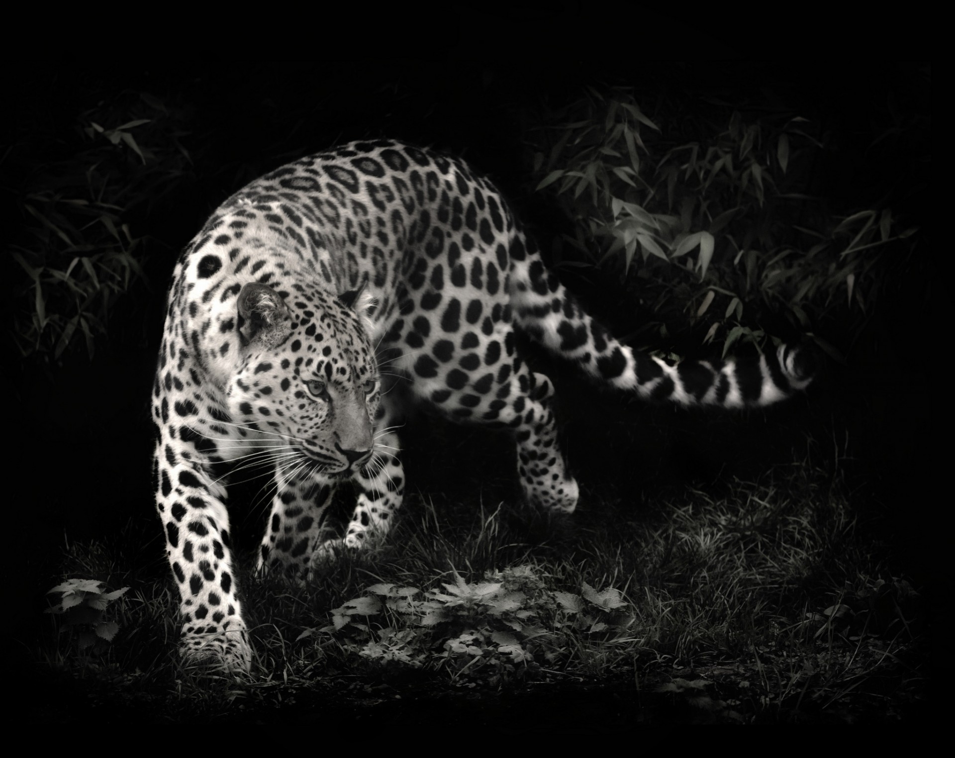 leopardo depredador