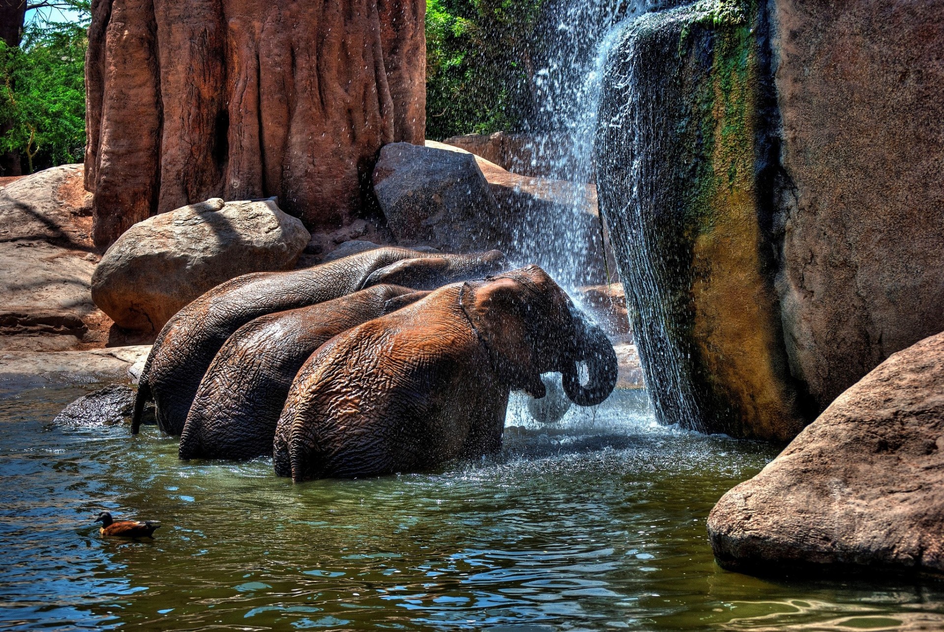 tones water shower elephant