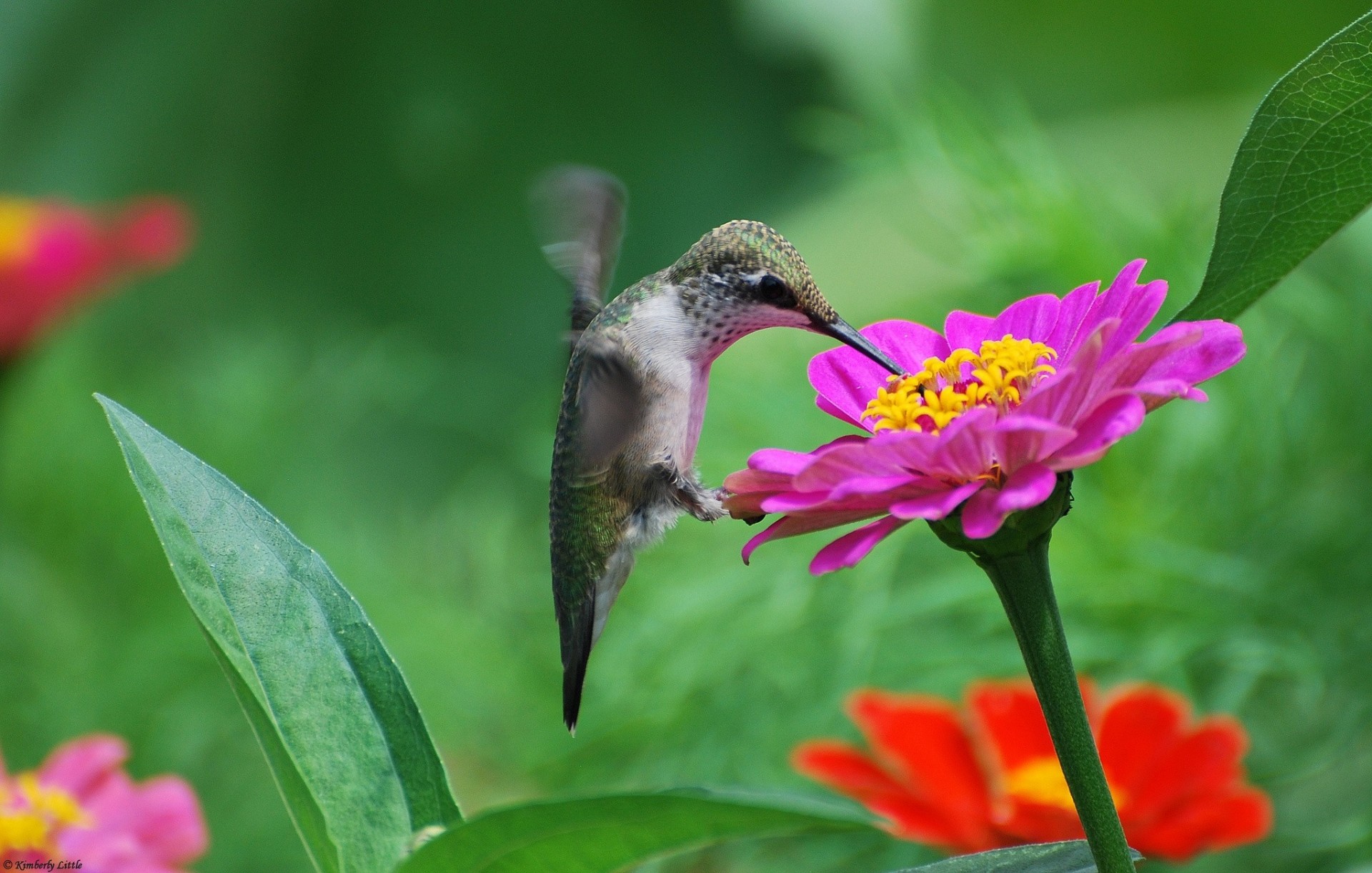 oiseaux cynia rose fleurs colibri