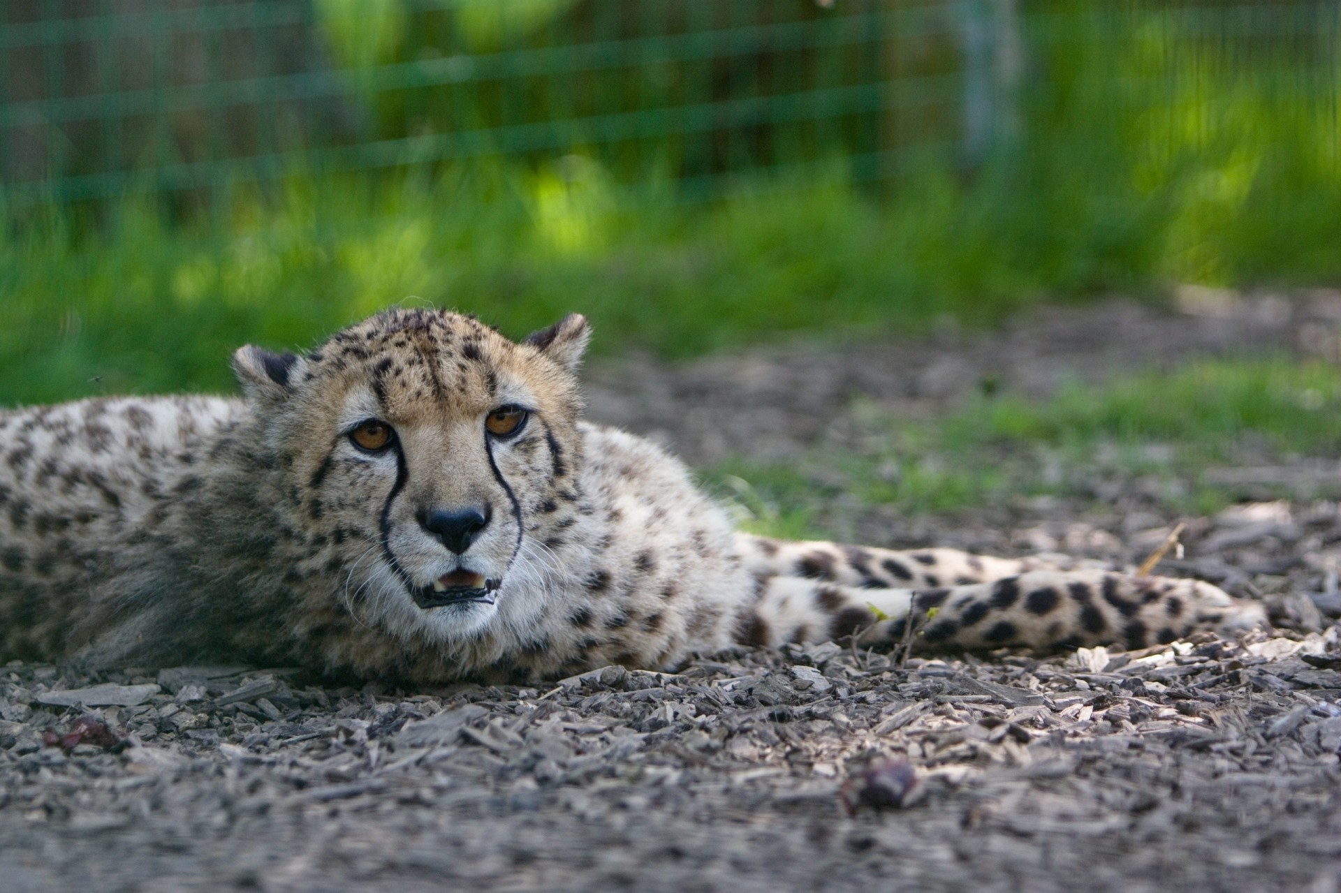 chat sauvage guépard