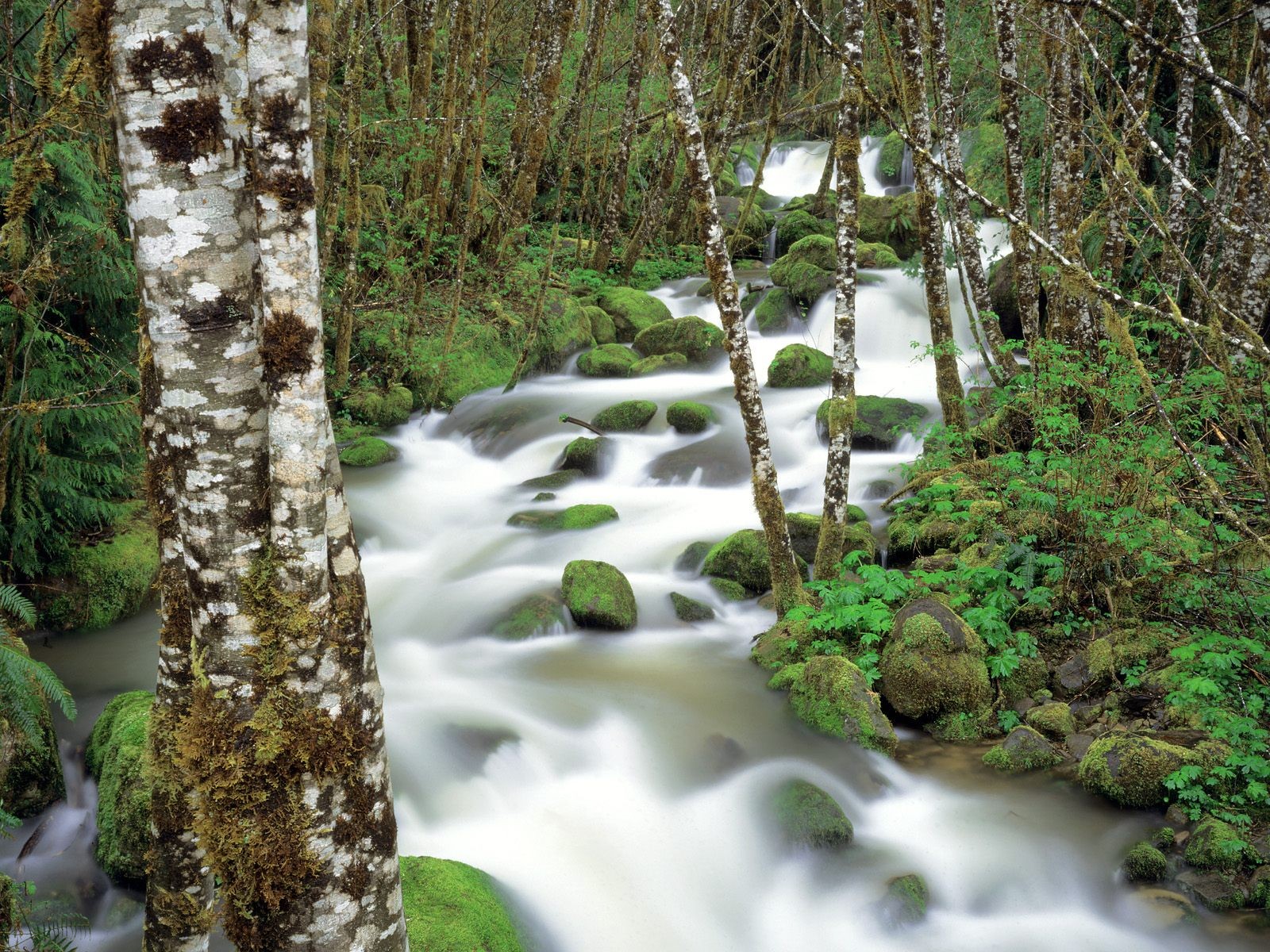 naturaleza bosque río