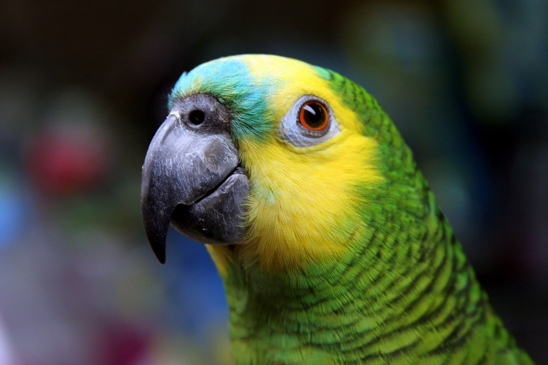 ojos vista pico plumas belleza loro