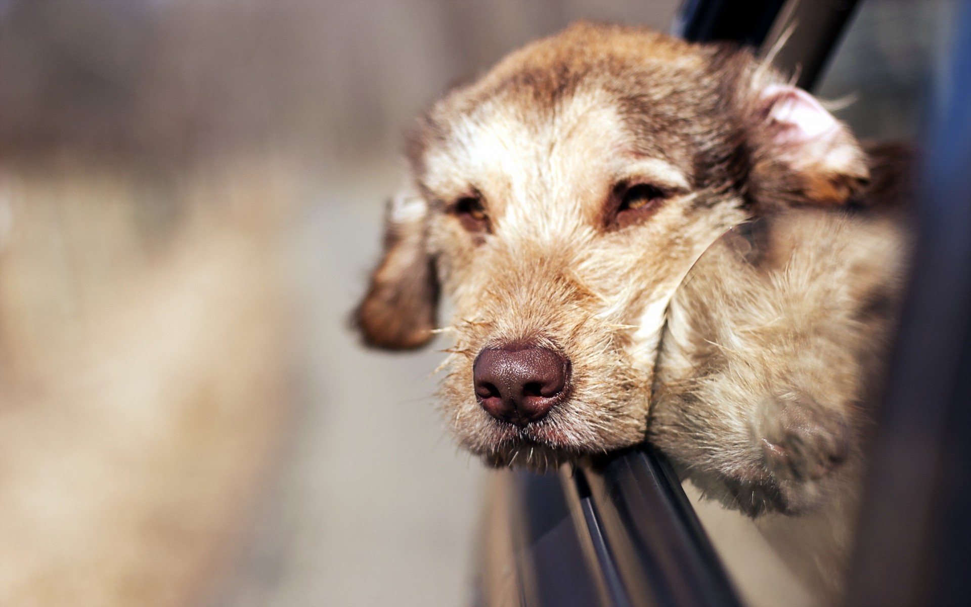 hund freund auto ansicht