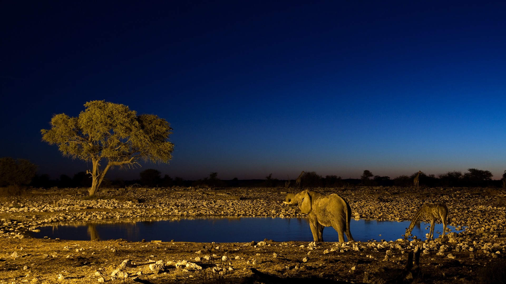 nacht wasserloch elefant giraffe