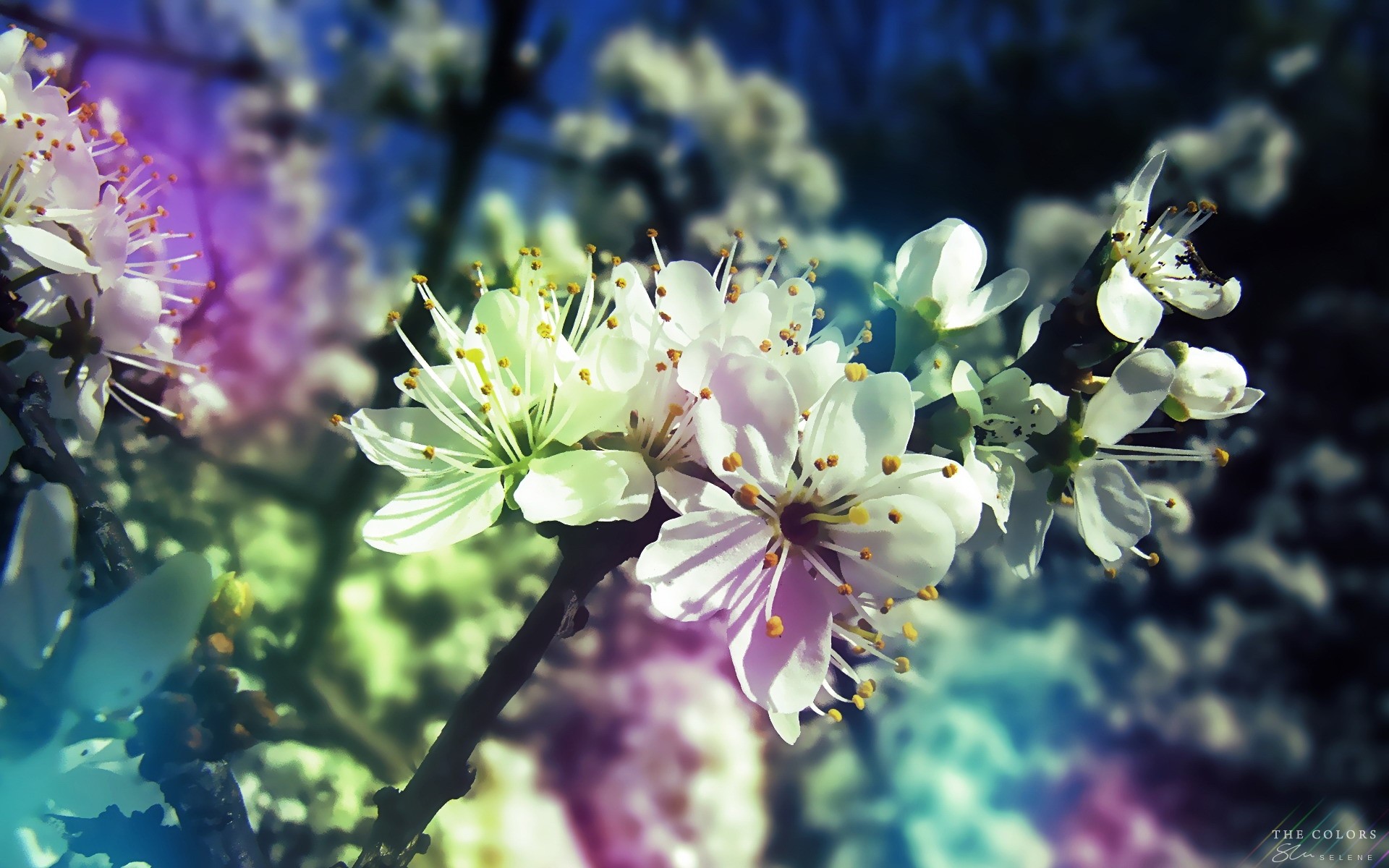 zweig frühling blüte