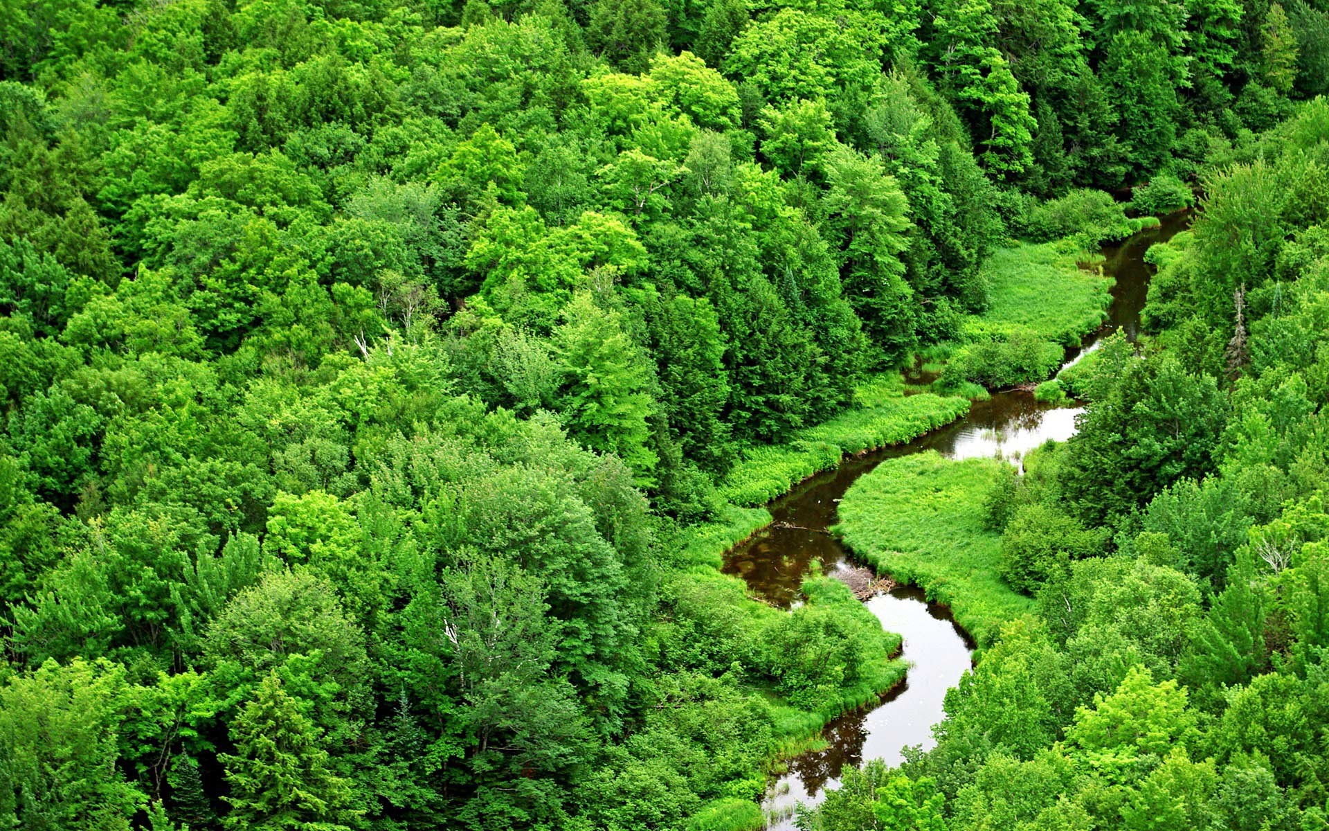 fluss wald grün sommer