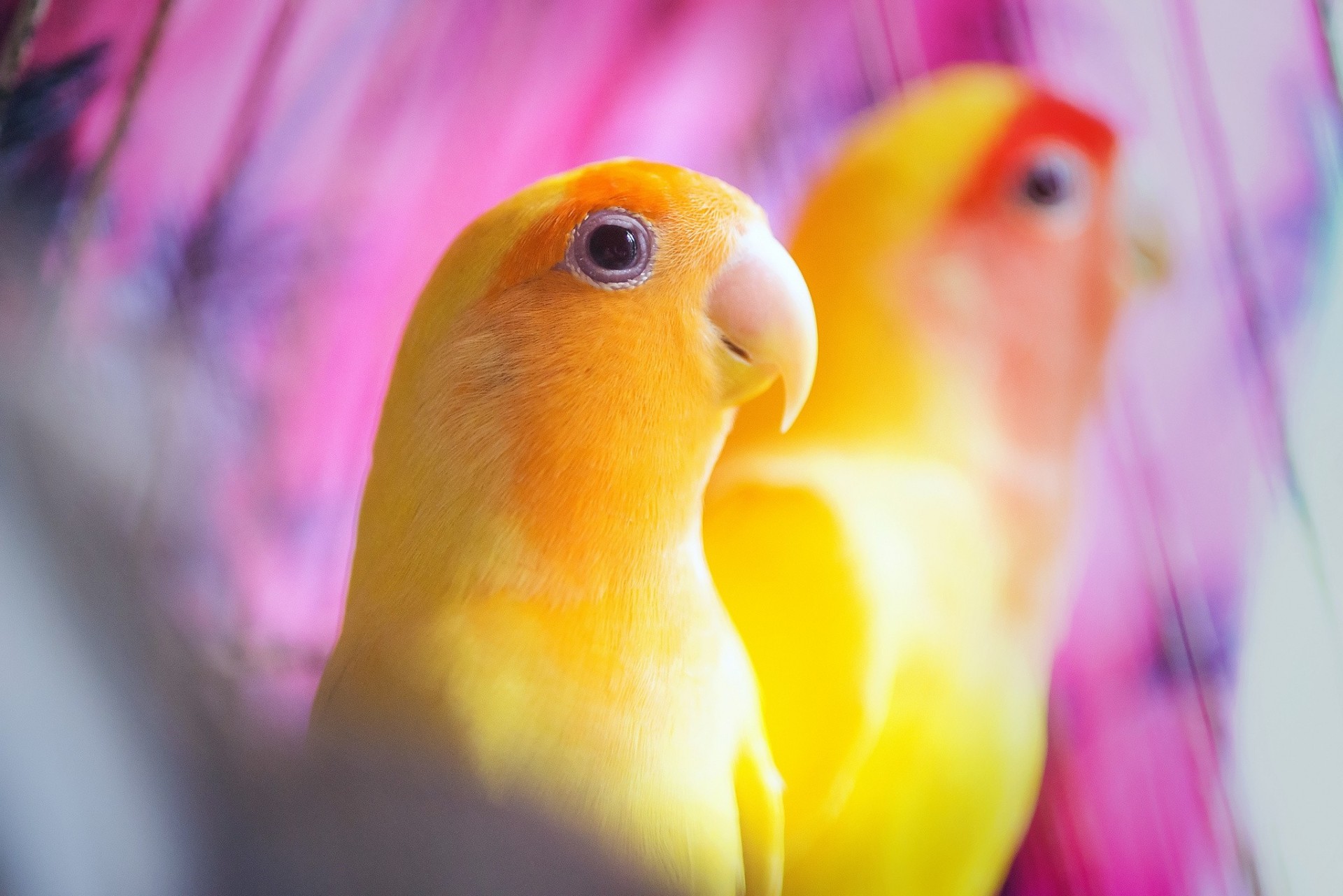 fondo amarillo loros aves